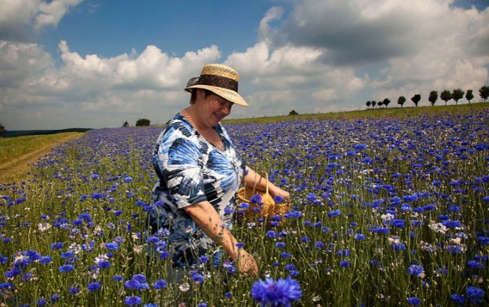 marianne_lieber_kornblumen_685x480_1_